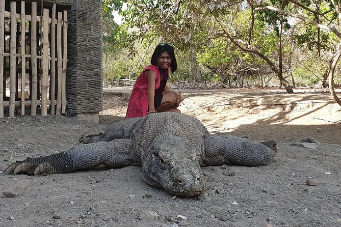 1- day Komodo island Tour hopping around by Speed Boat - Manta Point and the limits of a sea forecast