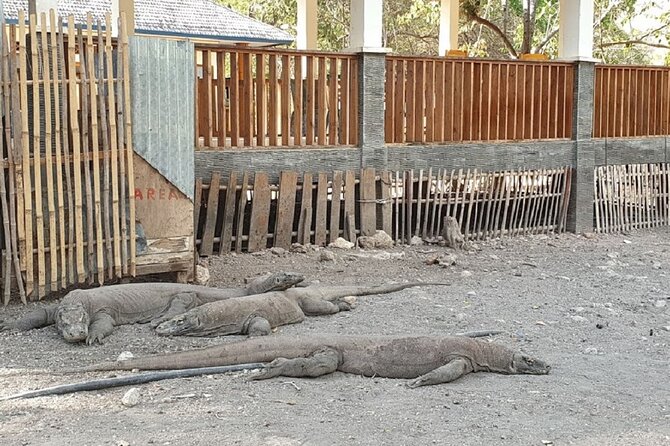 1- day Komodo island Tour hopping around by Speed Boat - Food, boat comfort, and what to pack