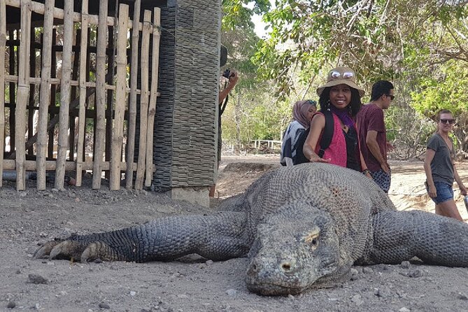 1- day Komodo island Tour hopping around by Speed Boat - Padar Island before the heat