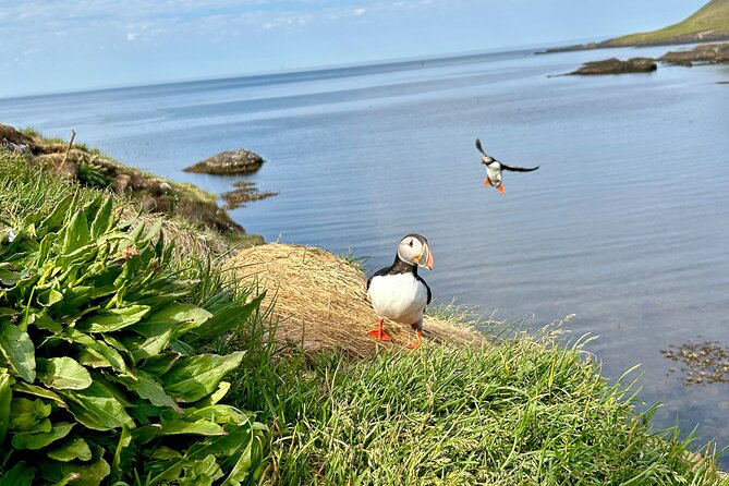 1 Hour Iceland Nature and Wildlife RIB Small Group Guided Safari - Weather, timing, and the practical details