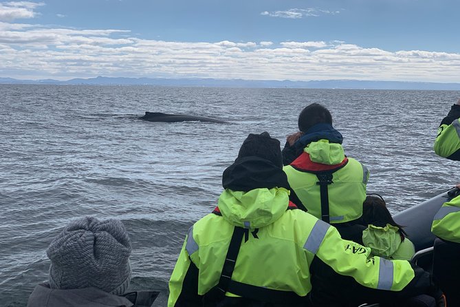 2-Hour RIB Boat Whale Watching Tour from Reykjavik - Speeding out from Reykjavik’s Old Harbour