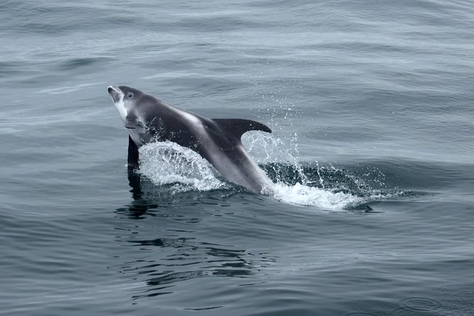 2-Hour RIB Boat Whale Watching Tour from Reykjavik - A summer stop at Akurey puffin island