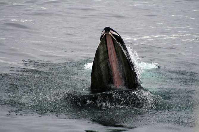 2-Hour RIB Boat Whale Watching Tour from Reykjavik - What the two hours feel like