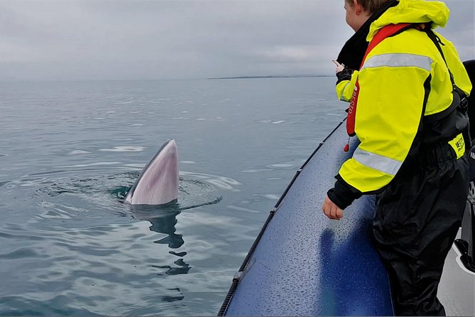 2-Hour RIB Boat Whale Watching Tour from Reykjavik - What the small group changes