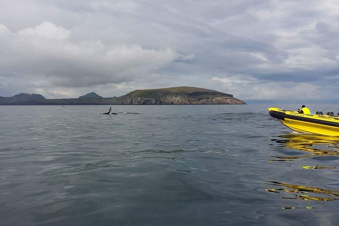 2 hour Round Trip in Vestmannaeyjar on a RIB Boat - Puffins, eider, and the busy cliffs
