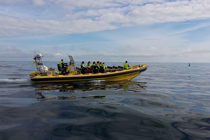 2 hour Round Trip in Vestmannaeyjar on a RIB Boat - Is the $247.39 price good value?