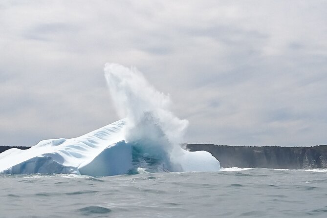 3 Hour Ocean Safari by Zodiac Boat -Whales & Icebergs seasonally - Key points to know before you book