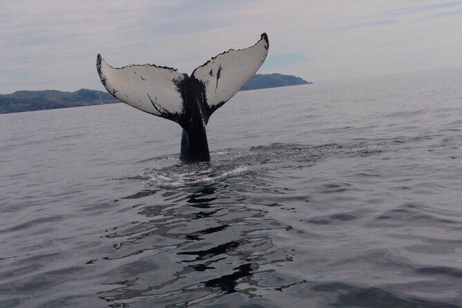 3 Hour Ocean Safari by Zodiac Boat -Whales & Icebergs seasonally - Trinity Bay by Zodiac: what you are really booking
