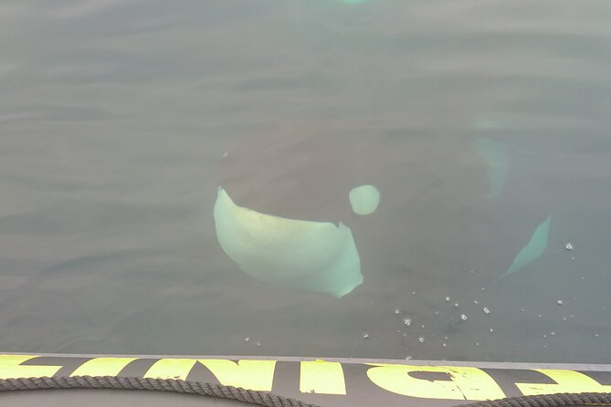 3 Hour Ocean Safari by Zodiac Boat -Whales & Icebergs seasonally - Practical details for your morning