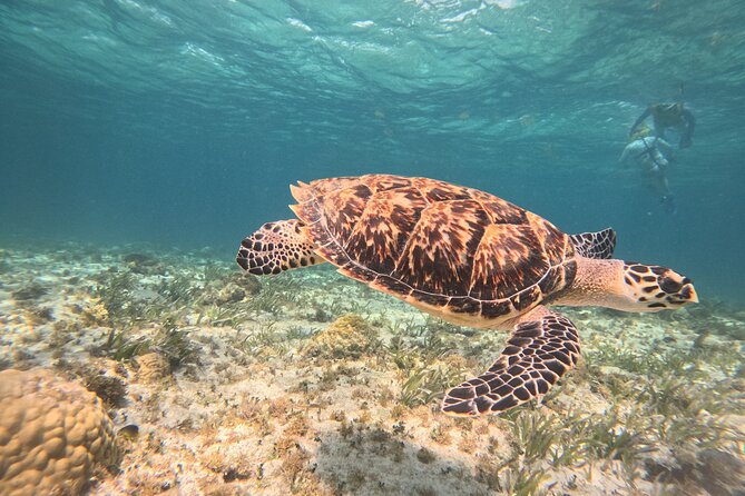 3 in 1 Jungle Speedboat and Snorkeling in Cancun - A fast boat ride with a reef stop
