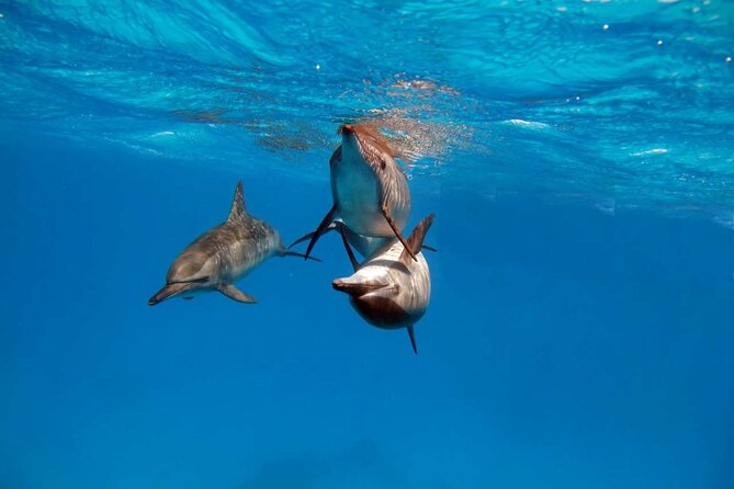 4-Hour Private Speedboat to See Dolphins from Hurghada - A private Red Sea trip built around dolphins