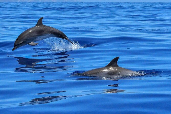 4-Hour Private Speedboat to See Dolphins from Hurghada - Searching for dolphins at Dolphin House
