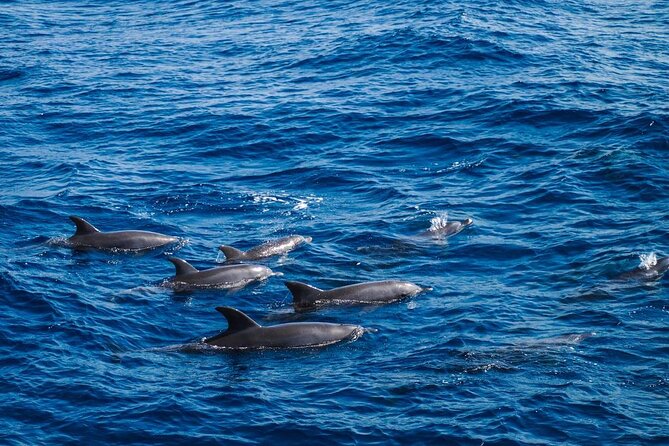 4-Hour Private Speedboat to See Dolphins from Hurghada - Snorkeling at El Fanadir and the Red Sea reefs