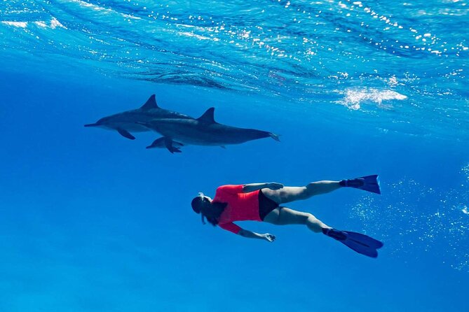 4-Hour Private Speedboat to See Dolphins from Hurghada - Abu Minqar Island and the shipwreck stop