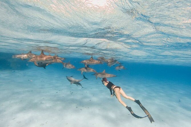 4-Hour Private Speedboat to See Dolphins from Hurghada - How the private format changes the day