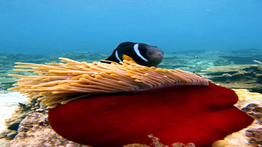 5 Islands Speedboat w/Snorkeling Sea Turtle + Lunch & Drinks - Snorkeling at Blue Bay Marine Park