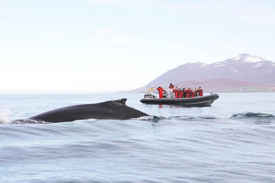 Akureyri: 2-Hour Whale Watching Express by RIB Speedboat - Key points