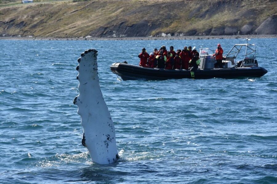 Akureyri: 2-Hour Whale Watching Express by RIB Speedboat - Should you book the Akureyri whale-watching RIB?