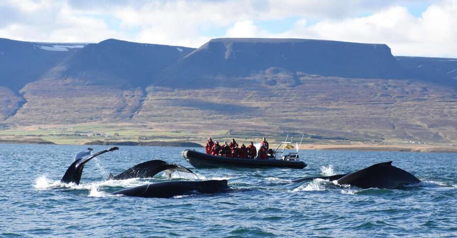 Akureyri: 2-Hour Whale Watching Express by RIB Speedboat - Why the RIB makes Eyjafjord whale watching different