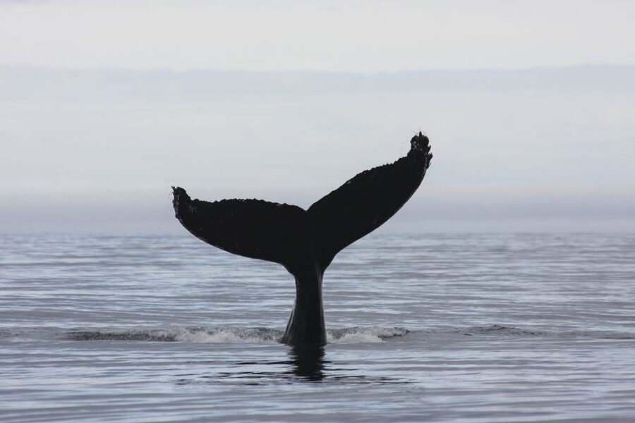 Akureyri: 2-Hour Whale Watching Express by RIB Speedboat - Is the $200 price fair?