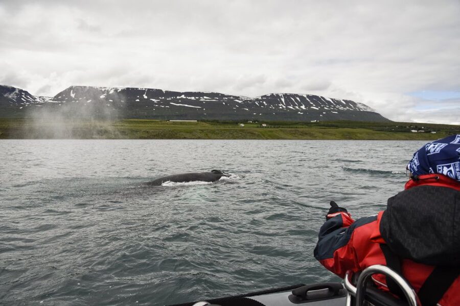 Akureyri: 2-Hour Whale Watching Express by RIB Speedboat - Who should book this RIB tour?