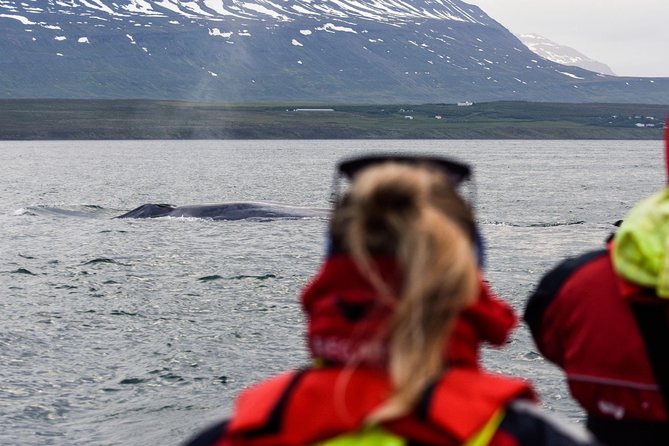 Akureyri Express Whale Watching by RIB boat - A fast whale watch from central Akureyri