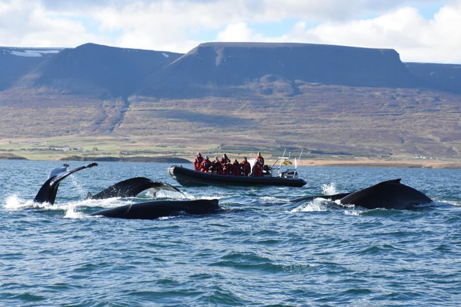 Akureyri Express Whale Watching by RIB boat - Pulling on the gear before departure