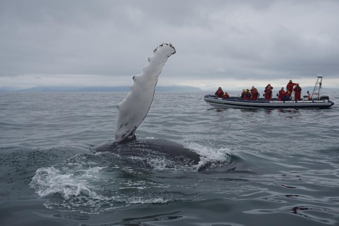 Akureyri Express Whale Watching by RIB boat - Stopping for whales in the fjord