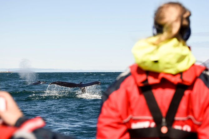 Akureyri Express Whale Watching by RIB boat - Racing into Eyjafjörður