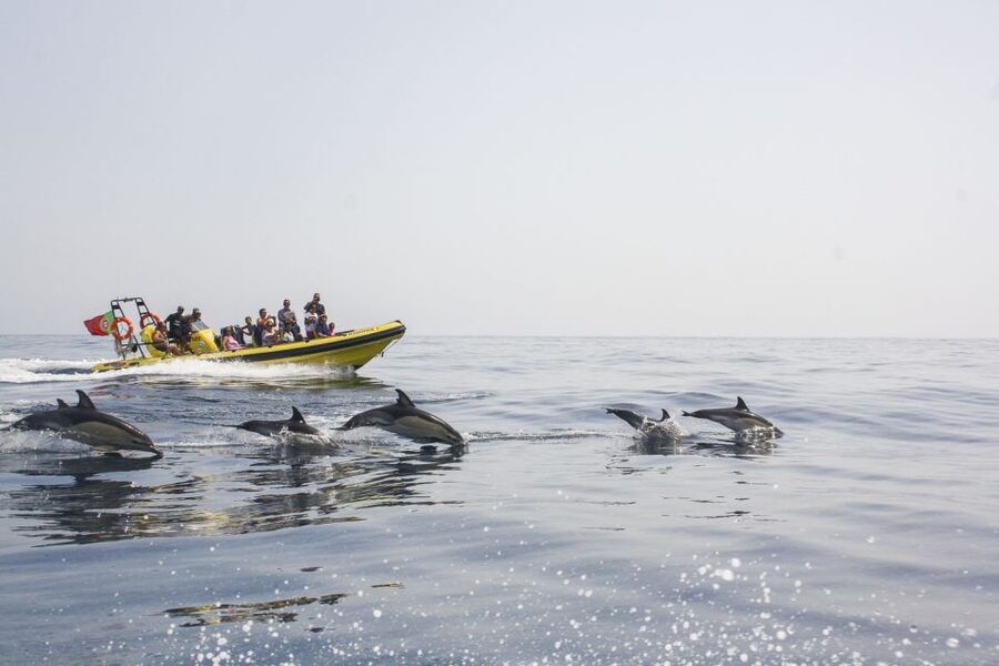 Albufeira: Benagil Caves & Dolphin Watching Speed Boat Tour - Quick takeaways