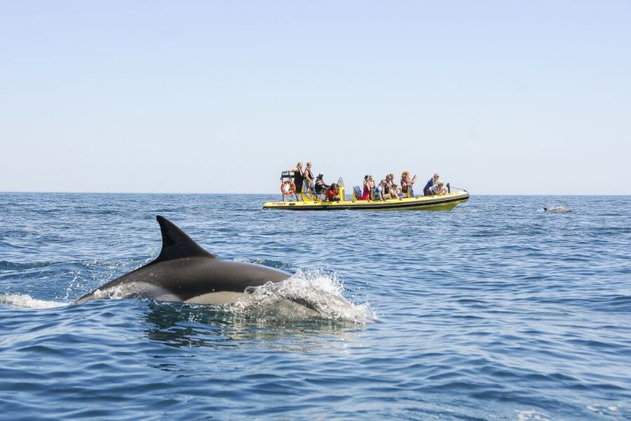 Albufeira: Benagil Caves & Dolphin Watching Speed Boat Tour - Who should book this trip?