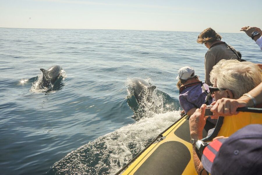 Albufeira: Benagil Caves & Dolphin Watching Speed Boat Tour - Dolphin watching without a guarantee