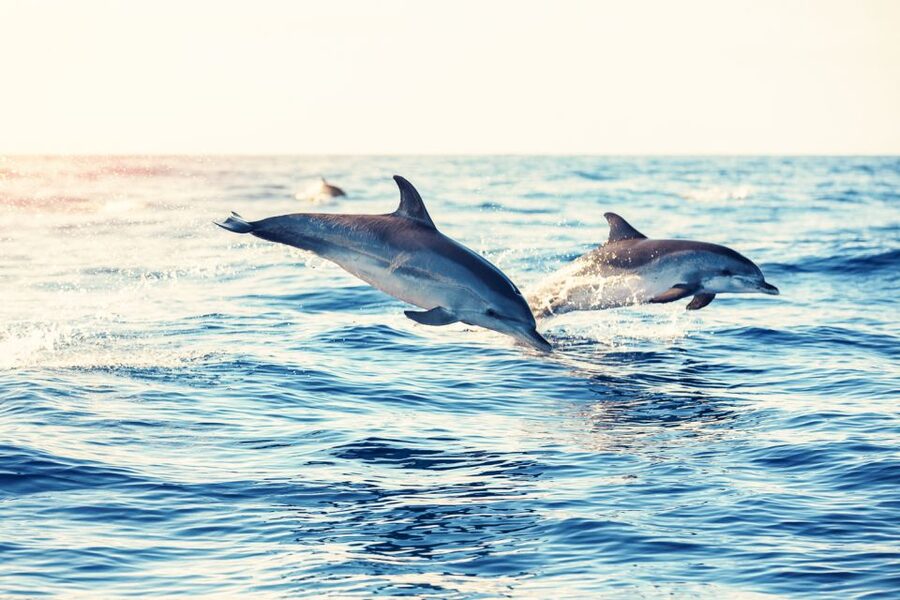 Albufeira: Benagil Caves & Dolphin Watching Speed Boat Tour - Weather can change the plan