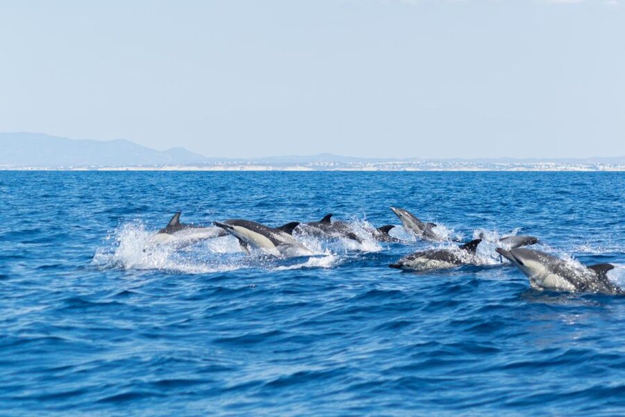 Albufeira: Dolphins & Benagil Caves RIB Tour - The Algarve coast from water level