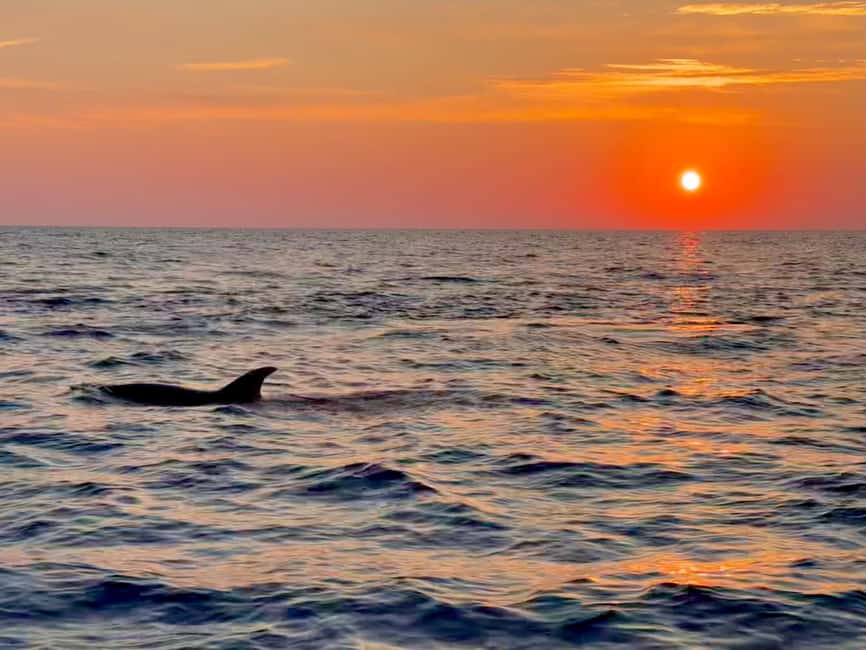Alcudia: Dolphin Watching at Sunrise with Speedboat - Key points at a glance
