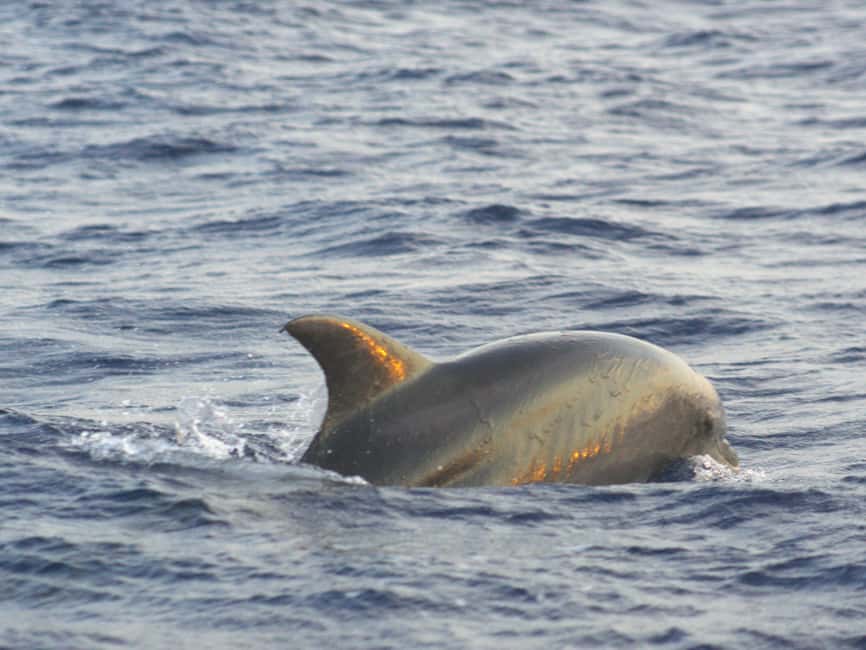 Alcudia: Dolphin Watching at Sunrise with Speedboat - What the $70 price includes