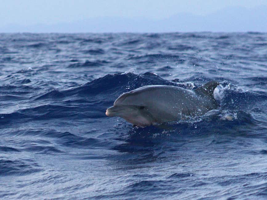 Alcudia: Dolphin Watching at Sunrise with Speedboat - Should you book it?