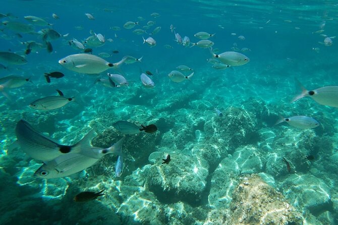 Alghero: snorkeling RIB tour in Porto Conte and Capo Caccia - Foradada Island and the Palombi cave