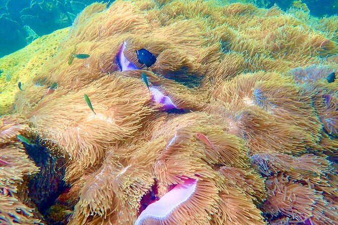 Amazing private snorkeling tour in An Thoi islands by speed boat - Hon Thom: a second chance to snorkel
