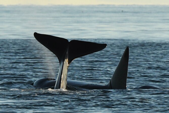 Anacortes Whale Watching Adventure Tour - Zodiac Boat - Key points at a glance