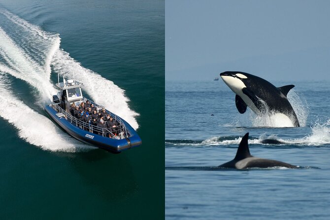 Anacortes Whale Watching Adventure Tour - Zodiac Boat - Setting out from Skyline Way in Anacortes