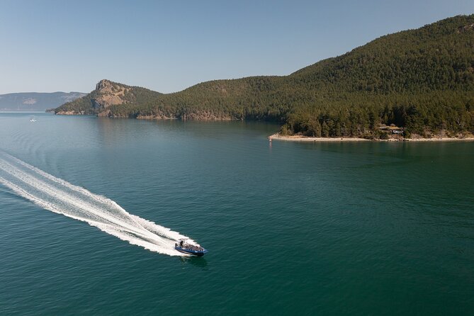 Anacortes Whale Watching Adventure Tour - Zodiac Boat - More than whales: seals, sea otters, birds, and mountain views