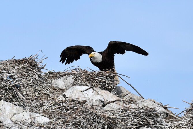 Anacortes Whale Watching Adventure Tour - Zodiac Boat - The guides make the difference
