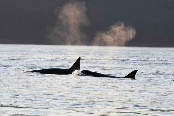 Anacortes Whale Watching Adventure Tour - Zodiac Boat - Timing, weather, and cancellation