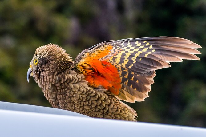Arthur’s Pass Tour From Christchurch With Jet Boat & TranzAlpine - Castle Hill and Kura Tāwhiti