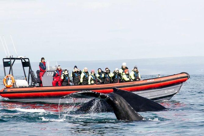 Big Whales & Puffins RIB boat tour from Húsavík - Húsavík departure, not Akureyri harbor