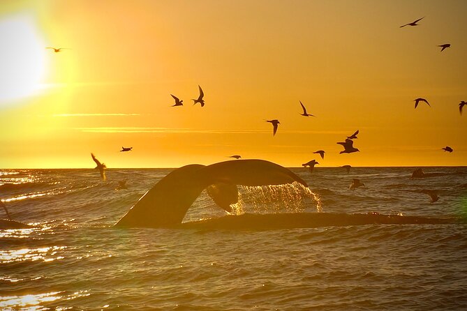 Big Whales & Puffins RIB boat tour from Húsavík - Lundey and the puffin season