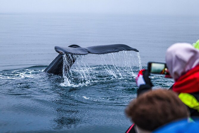 Big Whales & Puffins RIB boat tour from Húsavík - Tjörnes Peninsula and the story beneath the cliffs