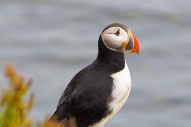 Big Whales & Puffins RIB boat tour from Húsavík - Weather, cancellations, and wildlife luck