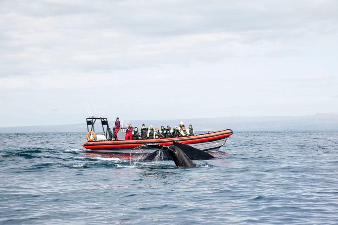 Big Whales & Puffins RIB boat tour from Húsavík - Looking for humpbacks, minke whales, and dolphins
